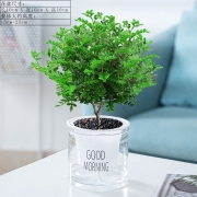 想开 正宗清香胡椒木盆栽防驱蚊草植物好养室内花卉绿植树苗盆景 清香木+透明懒人盆