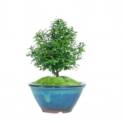 卉双 台湾达摩小叶九里香苔藓花卉盆栽微型盆景迷你四季常青办公室桌面 蓝釉B款 带盆栽好