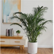 花伴水 约1.6-1.7m（GBHX) 富贵椰子